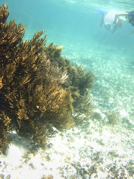 Giant coral with two snorkler in the distance