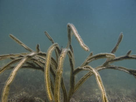 Close up of a seaweed underwater