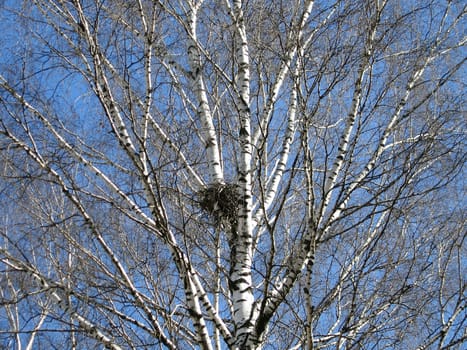Bird nest on white tree with egg nature wildlife