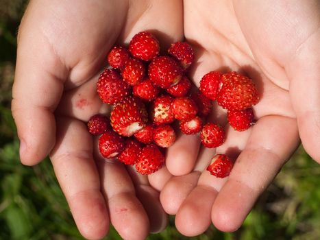 Berry food - human hand holding red strawberry
