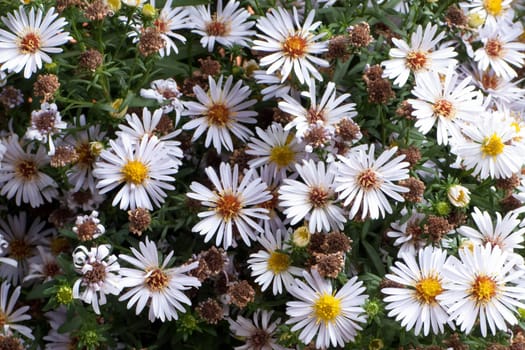 White nature chamomile flower background frame