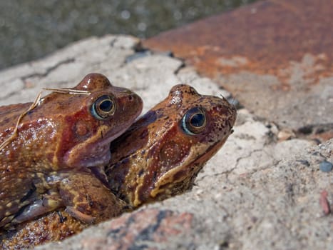 Frog animal amphibian on nature with eye close-up