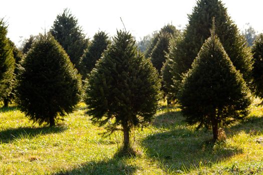 Christmas tree farm with fraser tree and other backlit