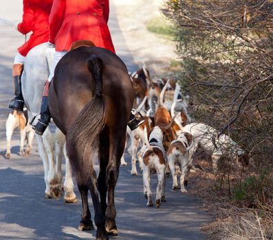 Dogs of the Middleburg Hunt after traditional December parade down main street of Middleburg, Virginia snapping at the legs of a horse