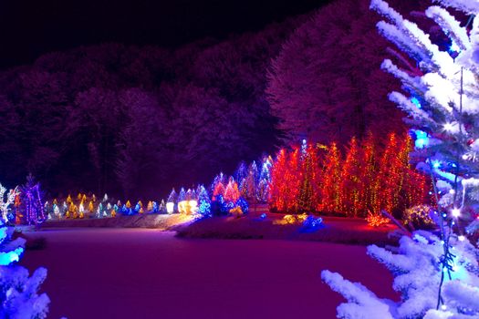 Christmas fantasy - trees in lights