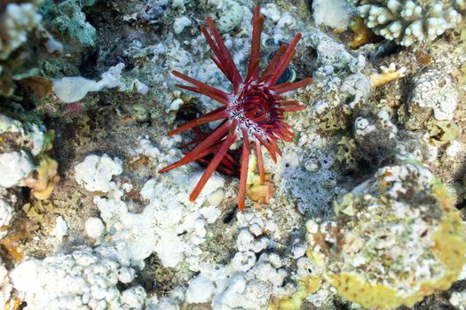 slate sea urchin in the sea