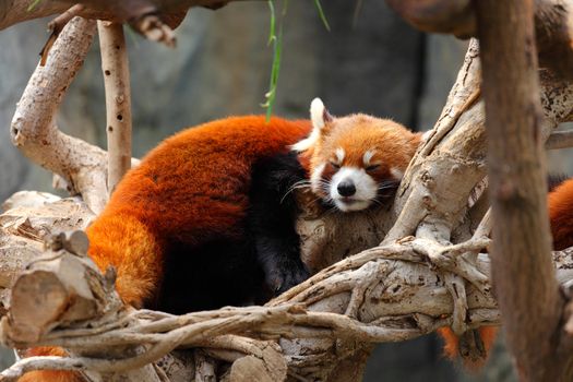 red panda