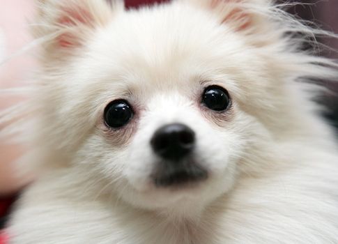 white pomeranian dog