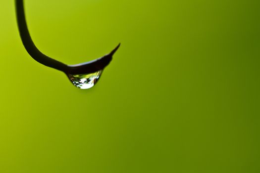 Macro shot of a raindrop hanging with gradual green background from surrounding foliage