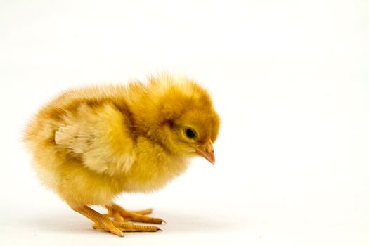 A baby chick on a white surface isolated