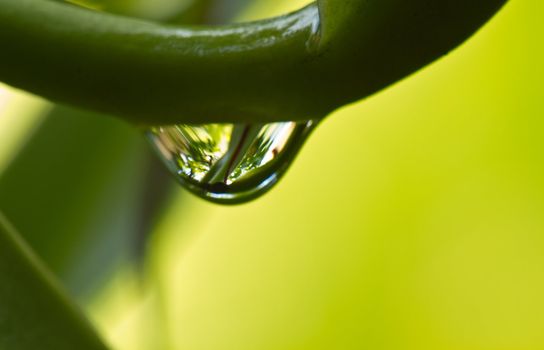 Macro shot of a raindrop hanging with  background from surrounding foliage