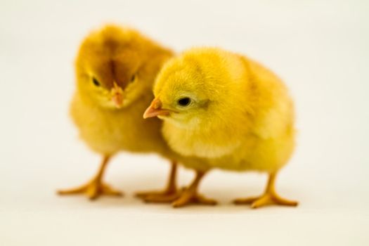 two chicks leaning on each other on white surface and background