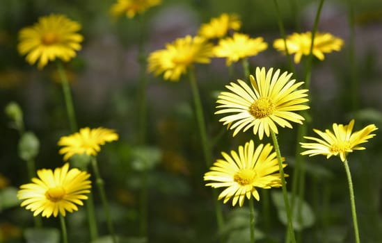 Group of bright sunny summer flowers.