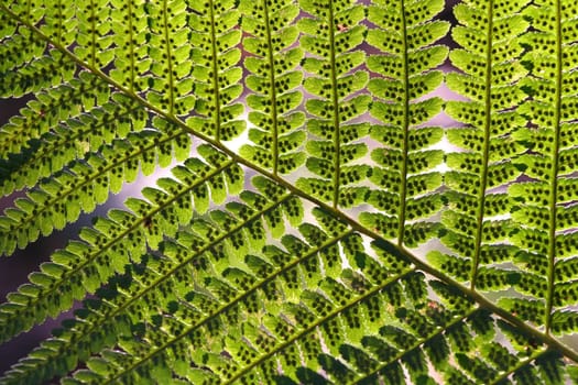 Macro shot of fern leaves with green beautiful pattern.