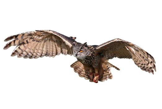 Flying owl isolated on white.