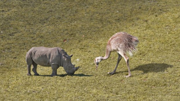 Giant animals grazing on grass.