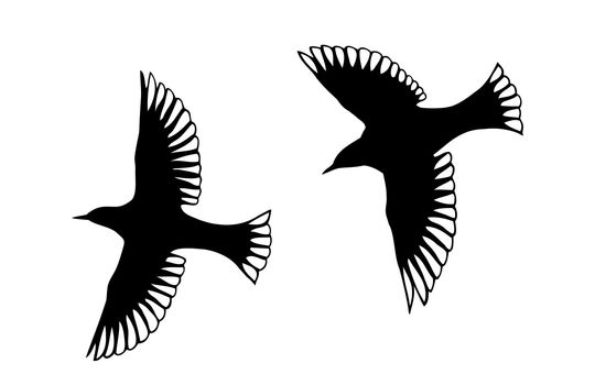 Detailed bird silhouettes. Looks lie angels with transparent wings.