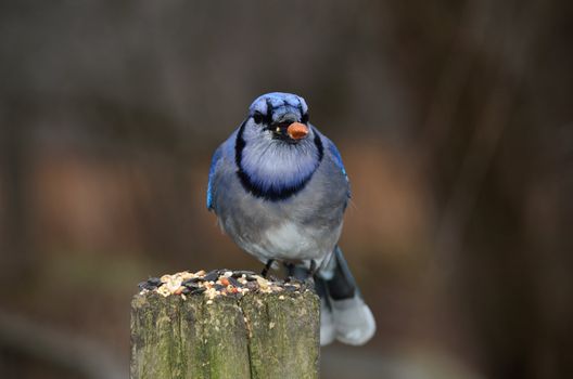 A blue jay perched on a post with bird seed.