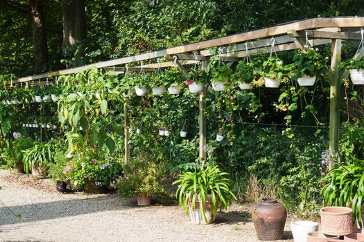 Row display of young fresh potted plants in a greenhouse nursery garden