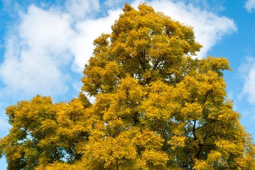 Beautiful yellow leaves autumn tree with blue sky background 