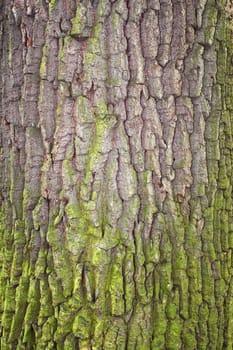 Fragment of tree bark partially covered with green moss