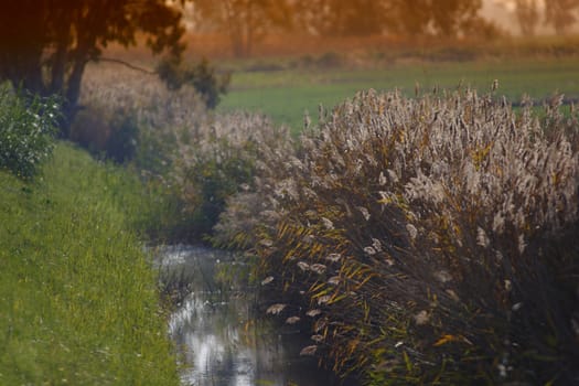 River, field, flower, grass, green, land, landscape, leaves, light, meadow, natural, nature, outdoor, plants, river, rural, season, autumn, spring, summer, sun, tree,