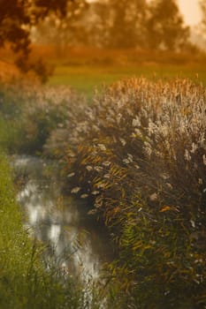 River, field, flower, grass, green, land, landscape, leaves, light, meadow, natural, nature, outdoor, plants, river, rural, season, autumn, spring, summer, sun, tree,