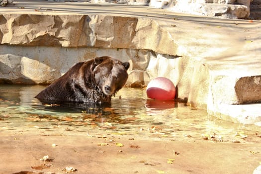 A black bear emerging out of a pool of water in a park