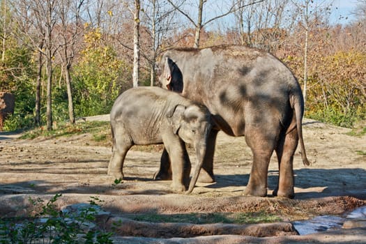 A mother and her baby elephant in a park