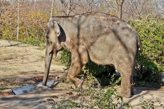 A young elephant drinking water from a small stream