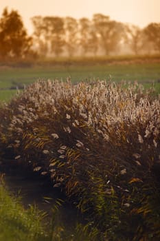 River, field, flower, grass, green, land, landscape, leaves, light, meadow, natural, nature, outdoor, plants, river, rural, season, autumn, spring, summer, sun, tree,