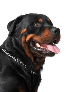 portrait of a purebred rottweiler in front of white background