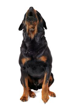 portrait of a purebred barking rottweiler in front of white background