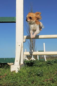 portrait of a cute purebred chihuahua in a training of agility