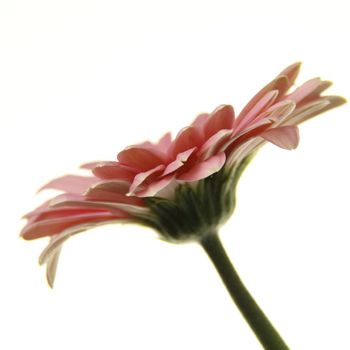 this delicate pink zinnia is isolated over a white background