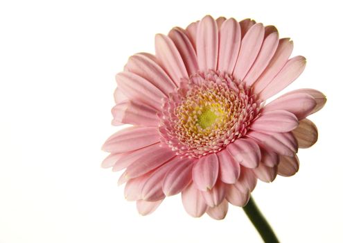 this delicate pink zinnia is isolated over a white background