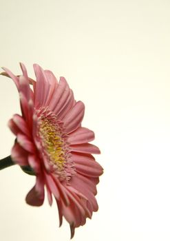 this delicate pink zinnia over a light background