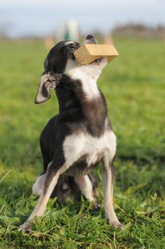 portrait of a cute purebred  puppy chihuahua with a stick