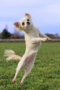 portrait of a cute purebred  jumping white chihuahua