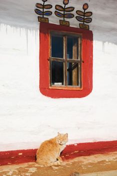 cat at the window of the typical south east of Ukraine old  village