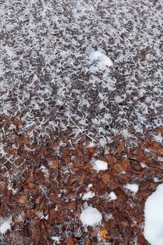 Beautiful closeup of icy snowflakes and frozen in to ice autumn foliage