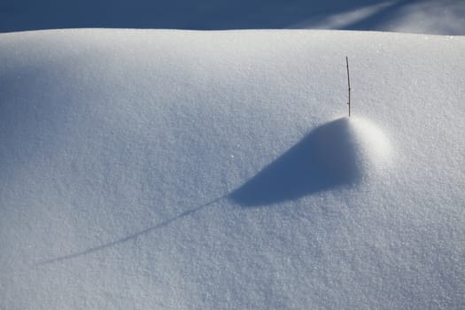 Image of snowbound field with plant casting shadow