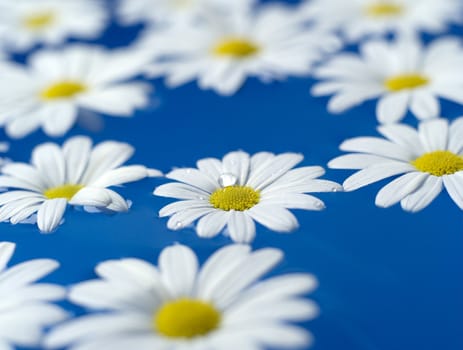 Group of Oxeye Daisy on blue background