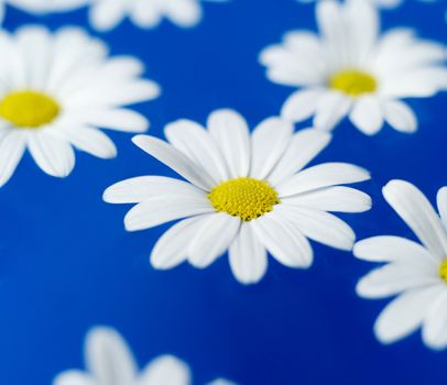 Group of Oxeye Daisy on blue background