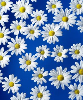 Group of Oxeye Daisy on blue background