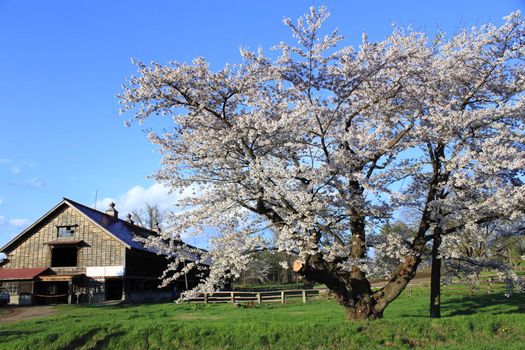 smoll  house  and cherry blossom