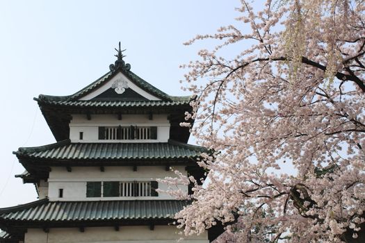 cherry blossoms and Japanese castle  in  hirosaki.aomori