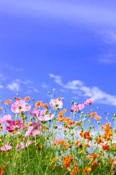 Cosmos Flowers  against blue sky