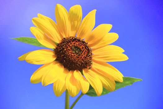 a bee and sunflower against blue sky