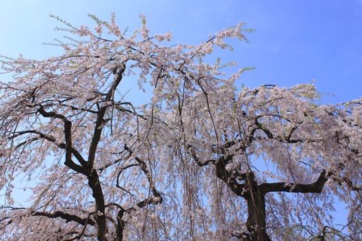 cherry blossoms and Hirosaki park in  Hirosaki,Aomori,Japan